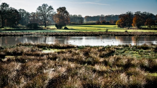 The wetlands in winter at The Vyne in Hampshire